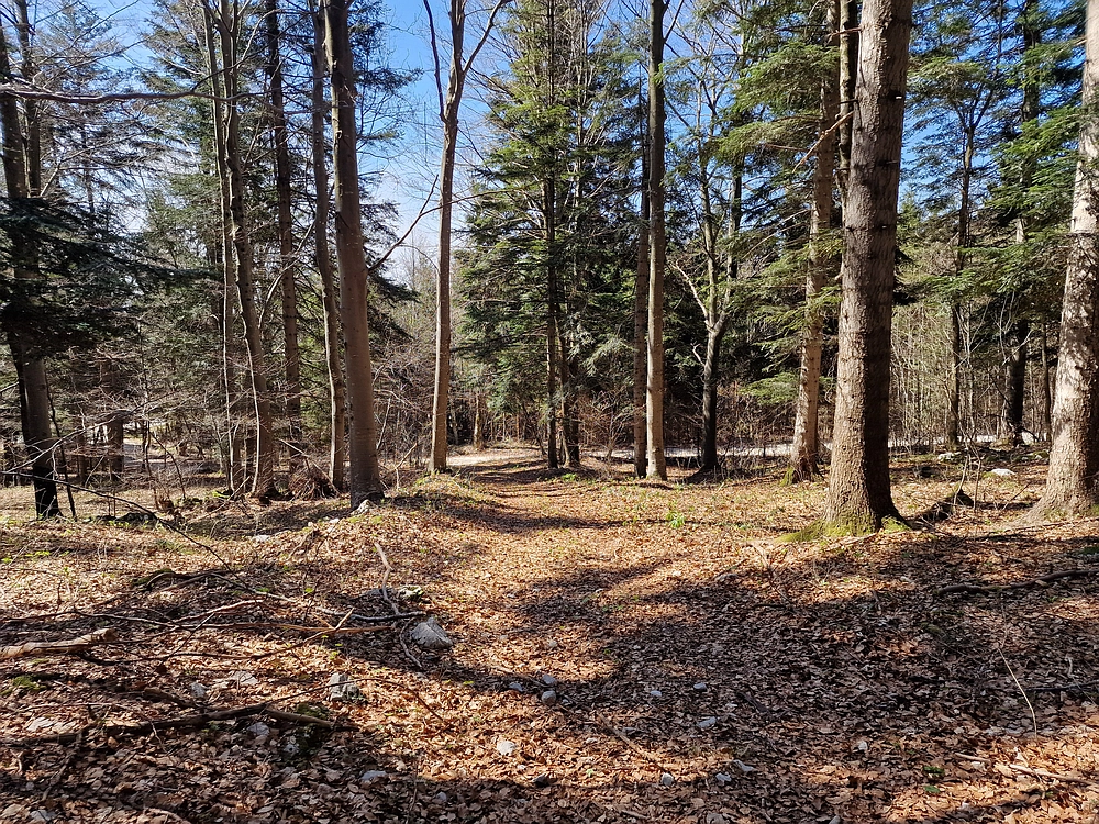 Javornik, 6. 4. 2026