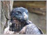 Wien_ZOO-019.webp