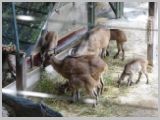 Wien_ZOO-023.webp
