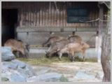 Wien_ZOO-024.webp