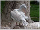 Wien_ZOO-026.webp