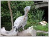 Wien_ZOO-028.webp