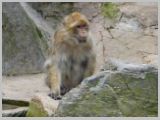 Wien_ZOO-031.webp