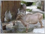 Wien_ZOO-032.webp