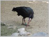 Wien_ZOO-079.webp