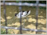 Wien_ZOO-097.webp