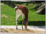 Wien_ZOO-110.webp