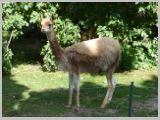 Wien_ZOO-125.webp