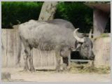 Wien_ZOO-146.webp