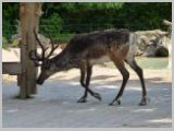 Wien_ZOO-147.webp