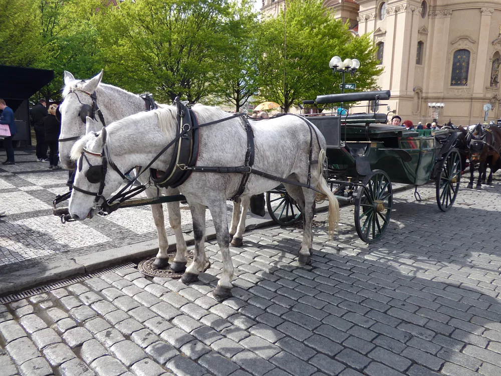 Slika je vidna v Google Chromu.
