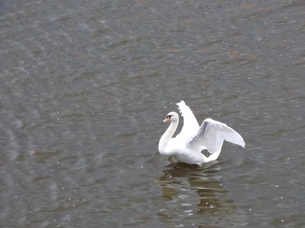 Slika je vidna v Google Chromu.