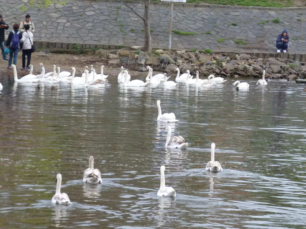 Slika je vidna v Google Chromu.