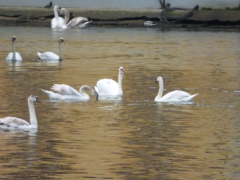 Slika je vidna v Google Chromu.