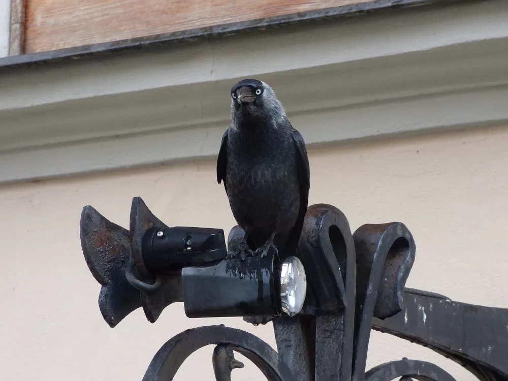 Slika je vidna v Google Chromu.