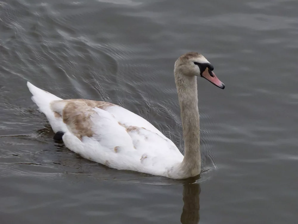 Slika je vidna v Google Chromu.