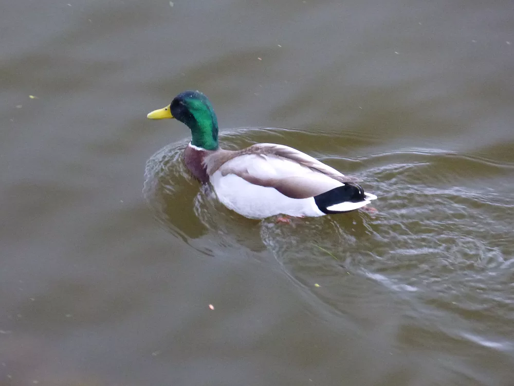 Slika je vidna v Google Chromu.